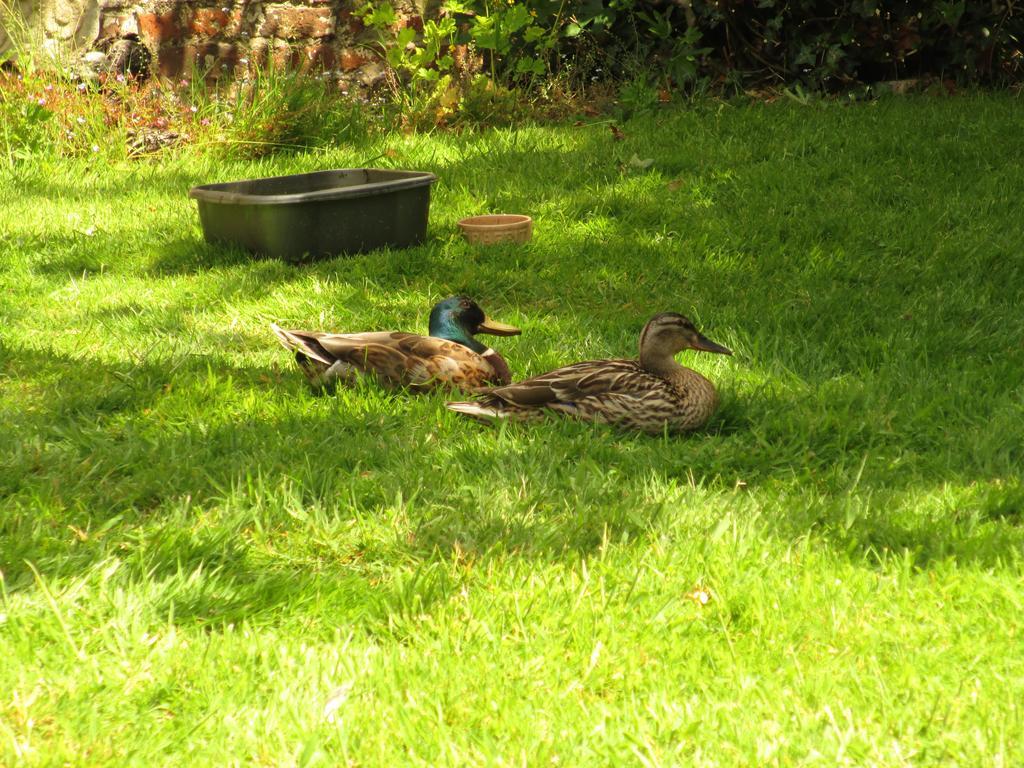 Bed and Breakfast Old Manor House Shepperton Esterno foto